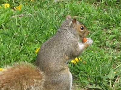 Squirrel, Boston Common
