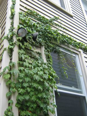 More Ivy
Ivy going up the side of the house
Lynn MA apartment 2006-2008
