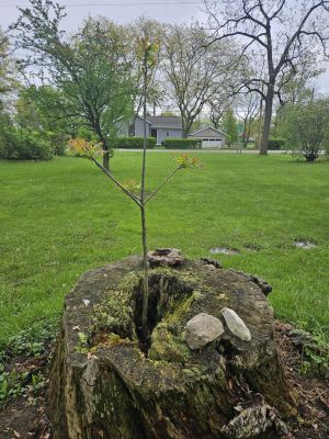 Mill Hollow, Vermillion, OH -  Ma 6th, 2025
Keywords: parks, hollow, Ohio