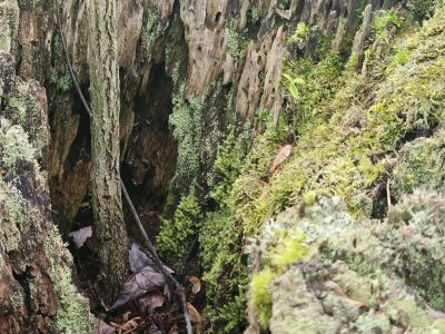 Mill Hollow, Vermillion, OH -  Ma 6th, 2025
Keywords: parks, hollow, Ohio